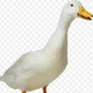 Meet your Posher, Kirsten